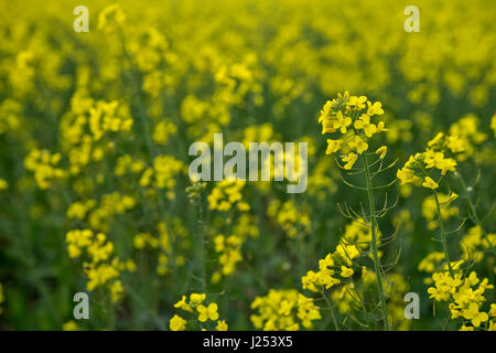 Prato con fiori di colore giallo in campagna Foto Stock
