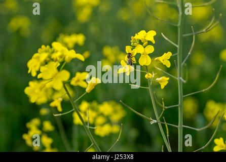 Prato con fiori di colore giallo in campagna Foto Stock