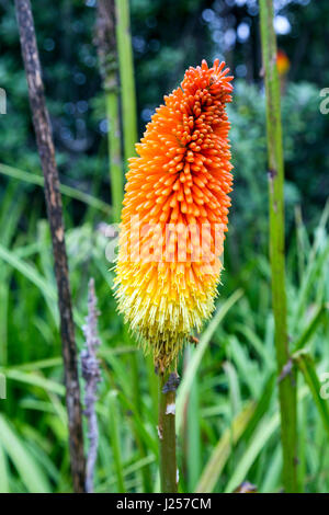 Red Hot Poker fiore (Kniphofia) Foto Stock