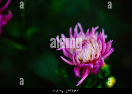 Fiori e fiorisce in estate Foto Stock