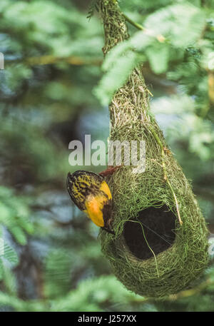 Maschio Baya Weaver uccello, (Ploceus philippinus), costruzione di nido replica, Keoladeo Ghana National Park, Bharatpur, Rajasthan, India Foto Stock