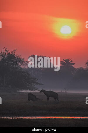 Due maschio Nilgai o il Bull blu, (Boselaphus tragocamelus), sunrise over Keoladeo Ghana National Park, Bharatpur Rajasthan, India Foto Stock