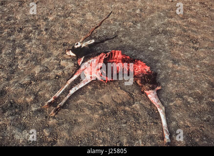 Indian Blackbuck, (Antilope cervicapra), ucciso da Indian Wolf, (Canis indica), Blackbuck National Park, Velavadar, Gujarat, India Foto Stock