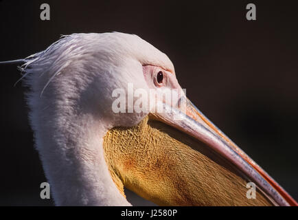 Great White Pelican, (Pelecanus onocrotalus) noto come la Eastern bianco, rosato o Pellicano Bianco, testa di dettaglio/becco sacca, Bharatpur, India Foto Stock