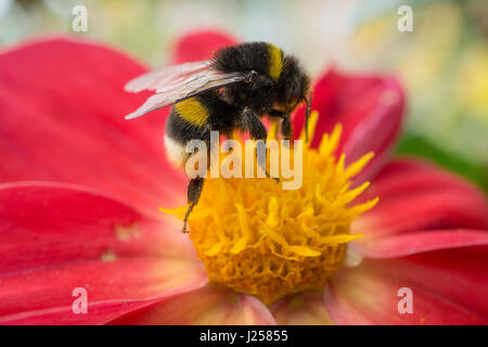 Bee seduti sul bellissimo fiore rosso. vista laterale. macro shot Foto Stock