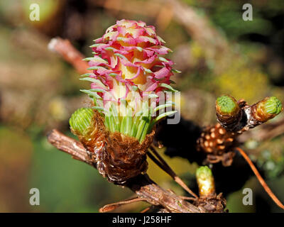 Fiore di larice giapponese o karamatsu (Larix kaempferi) in sole brillante mostra rosa e giallo delle brattee con aghi verde alla base del cono del futuro Foto Stock