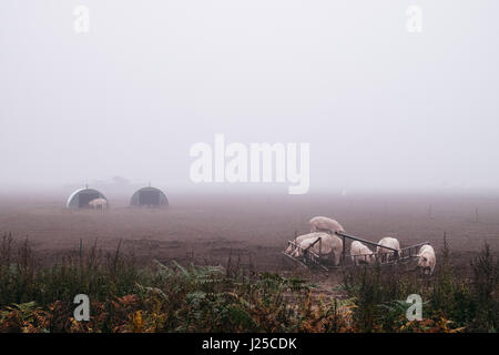 Allevamento di suini in una mattinata nebbiosa, Norfolk, Regno Unito. Foto Stock