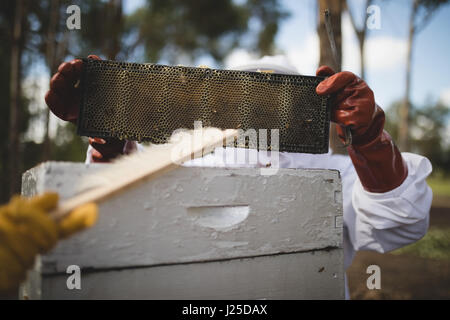 Close-up di apicoltori lavorando sul telaio di alveare in apiario Foto Stock