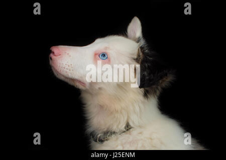 Un bel blu merle dog avente il suo servizio fotografico in studio Foto Stock