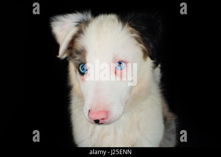 Un bel blu merle dog avente il suo servizio fotografico in studio Foto Stock