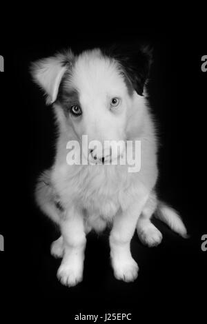 Un bel blu merle dog avente il suo servizio fotografico in studio Foto Stock