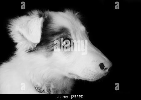 Un bel blu merle dog avente il suo servizio fotografico in studio Foto Stock