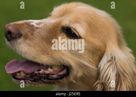 Un bellissimo springer spaniel giocando al sole Foto Stock