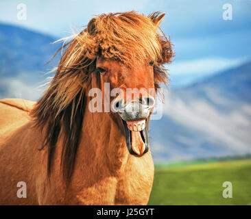 Islandese Cavallo sorridente Foto Stock