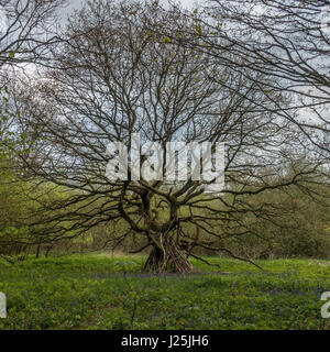 Famiglia-realizzato den di bastoni e rami puntellato sotto un bellissimo albero, Lindley boschi, North Yorkshire, Inghilterra, Regno Unito Foto Stock