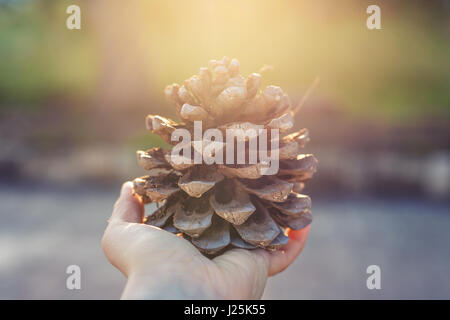 Pigna in mano Foto Stock