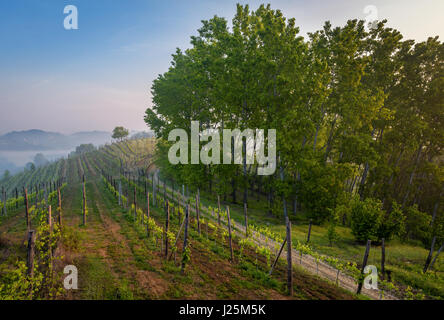 I campi del vino a sunrise vicino al Canale, Cuneo, Piemonte, Italia Foto Stock