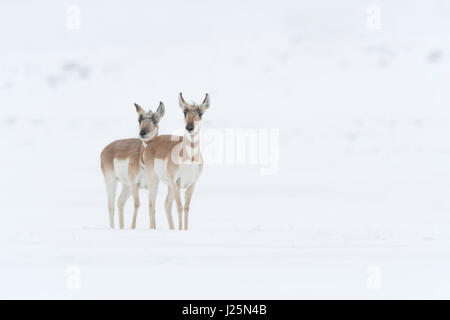 Pronghorns / Gabelboecke / Gabelantilopen ( Antilocapra americana ) due femmine in inverno, lavori di soffiaggio della neve, in attesa, guardare , Wyoming, STATI UNITI D'AMERICA. Foto Stock