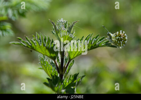 Ali chiuso il maschio punta arancione farfalla sulla Ortica foglie - Anthocharis cardamines Foto Stock