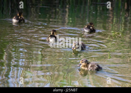 In primavera i giovani qualche giorno vecchio mallard anatroccoli sul lago Foto Stock