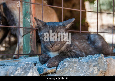 Adorabili giovane nero cat sta dormendo all'aperto all'ombra. Foto Stock