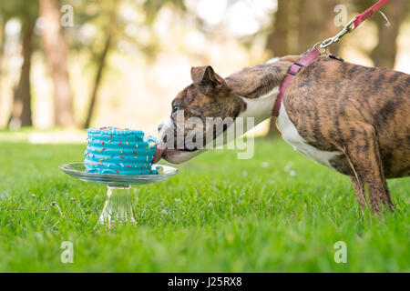 Bulldog inglese cucciolo di mangiare la torta Foto Stock