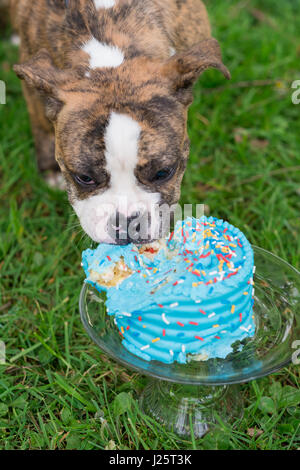 Bulldog inglese cucciolo di mangiare la torta Foto Stock