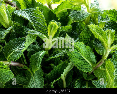 Mazzetto di menta fresca potente rametto di aromatico di foglie di menta fresca nei pressi di aprire la finestra della cucina Mentha è un genere di piante della famiglia Lamiacea Foto Stock