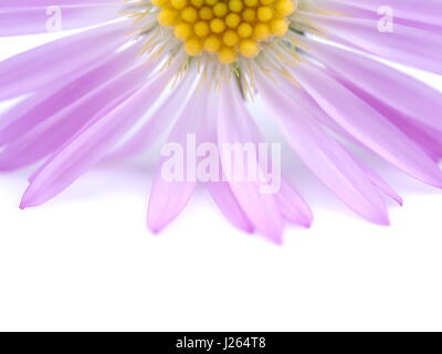 Fiori viola anni degli astri su sfondo bianco Foto Stock