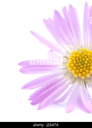 Fiori viola anni degli astri su sfondo bianco Foto Stock