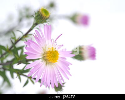Fiori viola anni degli astri su sfondo bianco Foto Stock