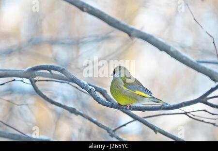 Verdone su un ramo Foto Stock