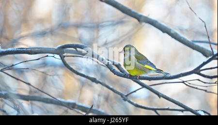 Verdone su un ramo Foto Stock