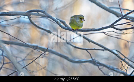 Verdone su un ramo Foto Stock