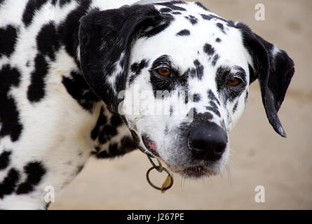 Cane dalmata sul Regno Unito beach,close up.bel ritratto di cane dalmata.cane all'aperto,Uk. Foto Stock