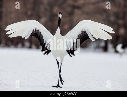 La gru giapponese di diffondere le sue ali. Il Giappone. Hokkaido. Tsurui. Grande illustrazione. Foto Stock