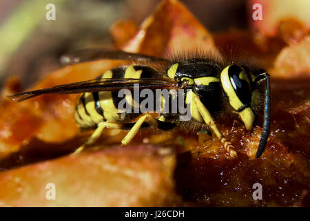 Una vista dettagliata di una giacca gialla Wasp seduto su un Apple. Foto Stock