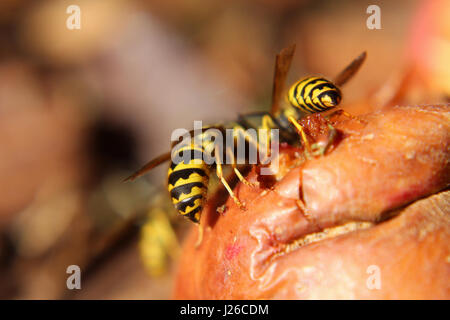 Primo piano della Wasp addome su un Apple. Foto Stock