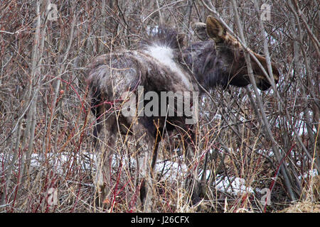 Baby moose visto lungo la strada. Foto Stock