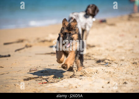 Belli cani correre sulla spiaggia e di riproduzione Foto Stock