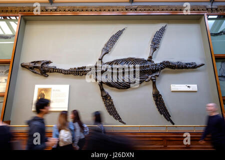 Fossile Pliosaur in mostra al Museo di Storia Naturale di Londra, Inghilterra, Regno Unito, Europa Foto Stock