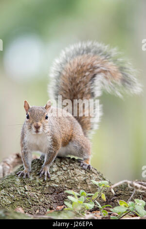 Uno scoiattolo grigio sorge su un ramo di albero fissando alertly con un buon sfondo verde. Foto Stock