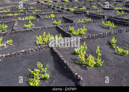 Famosi vigneti di La Geria sul suolo di origine vulcanica a Lanzarote, Isole Canarie, Spagna Foto Stock