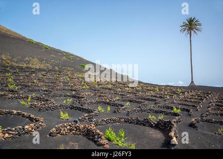 Famosi vigneti di La Geria sul suolo di origine vulcanica a Lanzarote, Isole Canarie, Spagna Foto Stock
