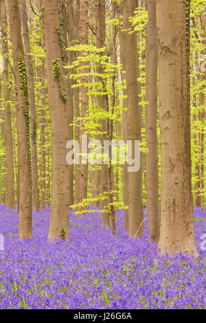 Una splendida fioritura bluebell foresta. Fotografato nella foresta di Halle (Hallerbos) in Belgio. Foto Stock