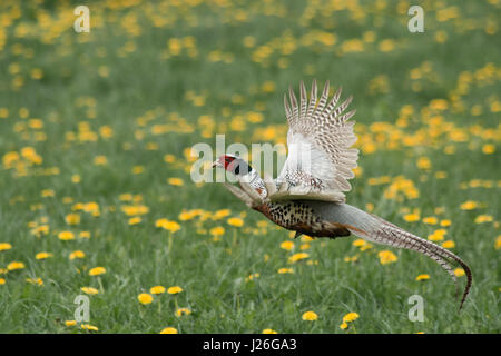 Un bellissimo fagiano uccello che vola attraverso un campo di tarassaco in Inghilterra Foto Stock
