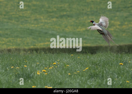 Un bellissimo fagiano uccello che vola attraverso un campo di tarassaco in Inghilterra Foto Stock