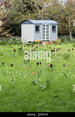 Worcester College giardino con tulipani e una capanna di pastori. Oxford, Oxfordshire, Regno Unito Foto Stock