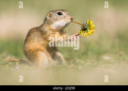 Terreno europeo scoiattolo (Spermophilus citellus) mangiare tarassaco (Taraxacum), parco nazionale Neusiedler See, Seewinkel Foto Stock