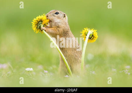 Terreno europeo scoiattolo (Spermophilus citellus) mangiare tarassaco (Taraxacum), parco nazionale Neusiedler See, Seewinkel Foto Stock